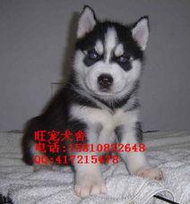 哈士奇在线视频,萌宠瞬间，笑料横生